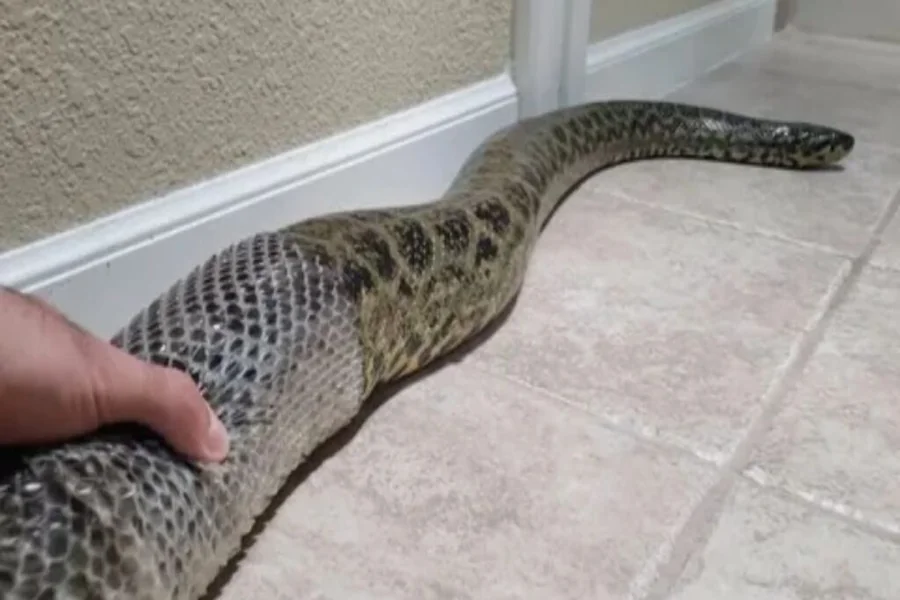 Snake at Front Door